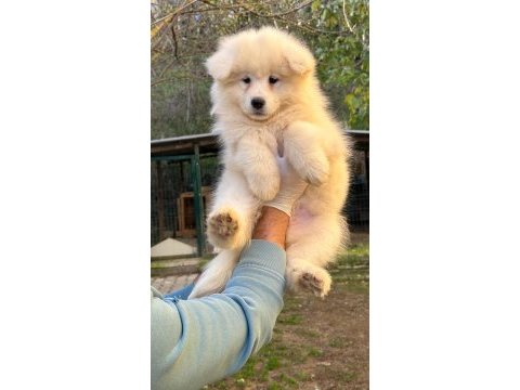 Kıf/fcı şecereli mükemmel kalite samoyed yavrular