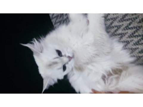 3 yaşında safkan dişi british longhair