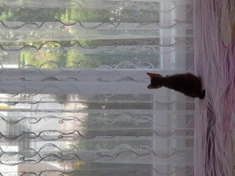 Kimsesiz bebeğe yuva arıyoruz acil