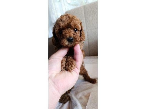 Safkan toy poodle bebekler ev üretimi çorlu