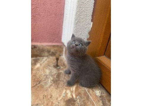 British shorthair 1 dişi ve 1 erkek