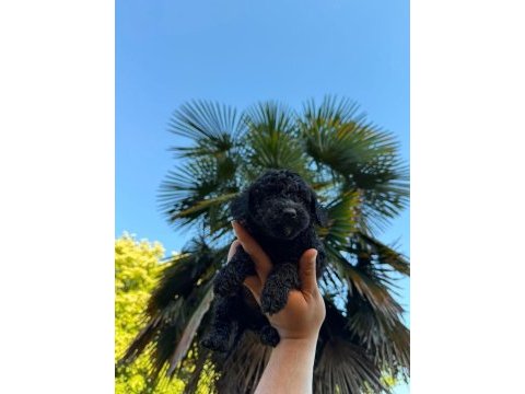 Toy poodle siyah inci