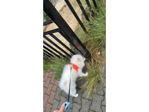 Pomeranian oğluma yuva arıyorum