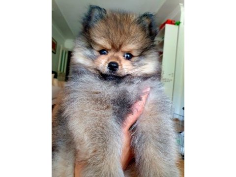 Ucuz pomeranian çip aşı tuvalet var