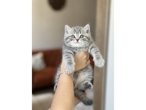 Top kafa pofuduk british shorthair yavrum