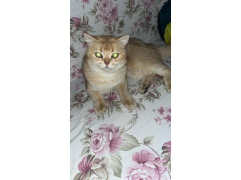 British shorthair golden