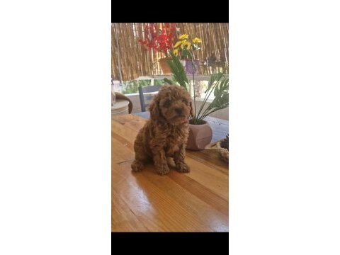 Ev ortamından kore kan toy poodle yavrusu