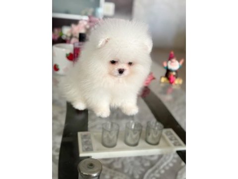 Teacup ayıcık pomeranian