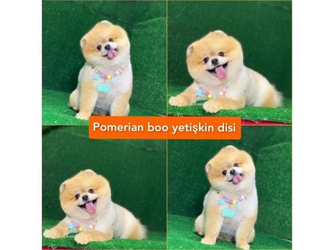 Pomeranian boo