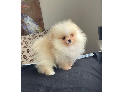 Safkan 1.sınıf pomeranian