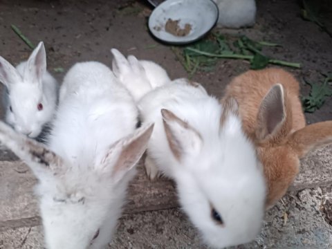 Damızlık tavşanlar