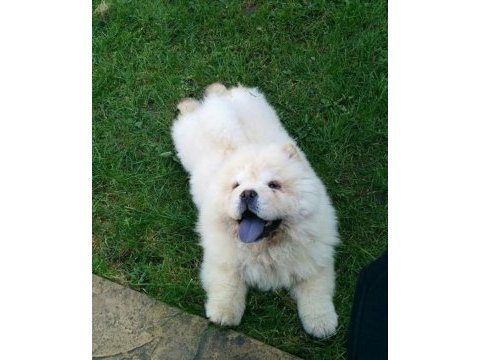 Irk ve sağlık garantili chow chow