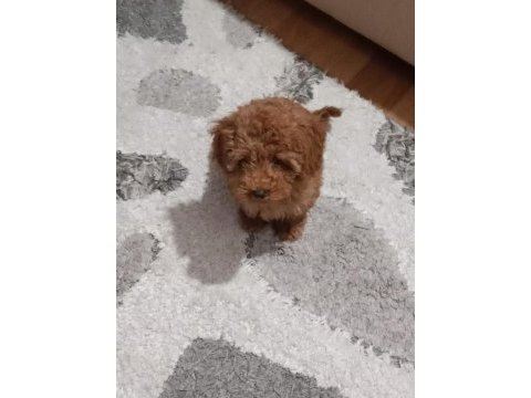 Yavru toy poodle 0 numara