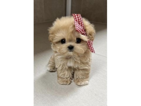 Lokum bebek köpeğimiz