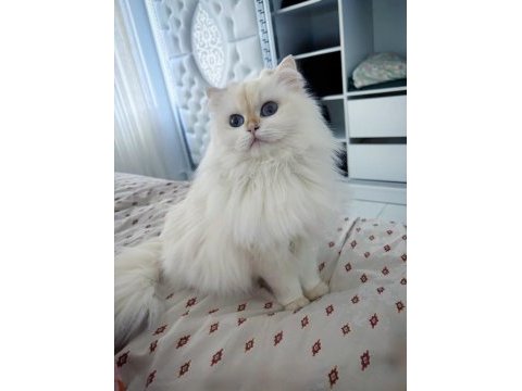 Golden point british longhair