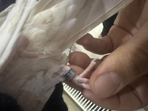 Albino sultan papağanı