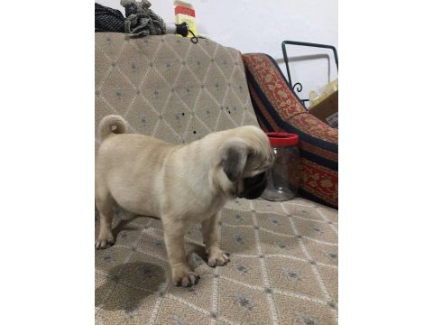 Pug mops 55 - 65 günlük erkek - dişi yavrular