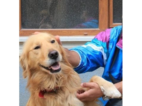 Golden erkek retriever