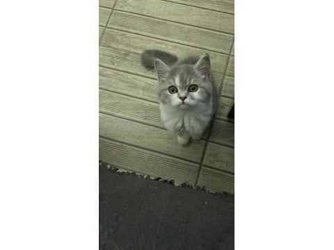 2.5 aylık dişi british shorthair bicolor