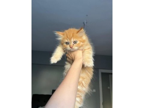 Chinchilla kedimizi sahiplendirme