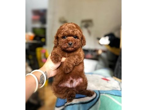 En sevimli toy poodle yavruları