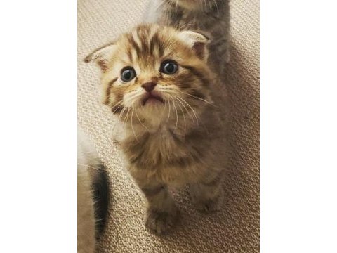 Scottish fold cutie female