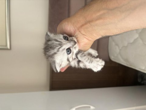 Scottish fold mearbel cins