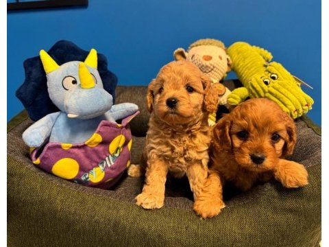 Baby face red maltipoo yavrularımız