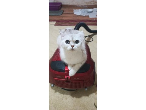 Minik british shorthair patiler