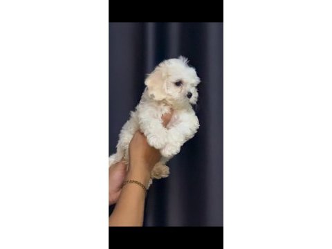Irk ve sağlık garantili maltese bebekler