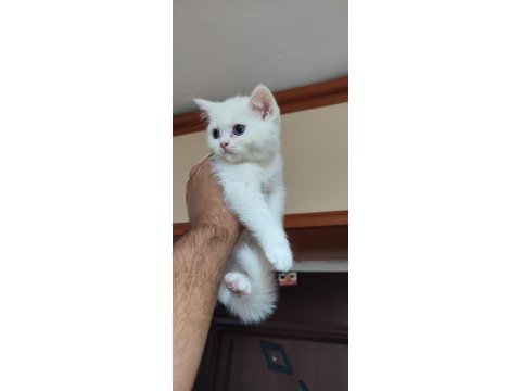 British shorthair kar topları