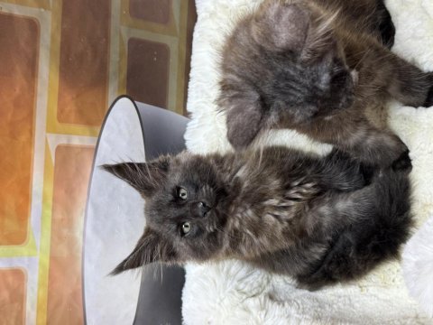 Black smoke maine coon