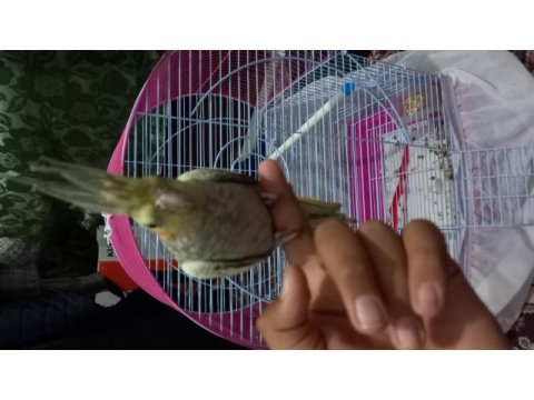 Sultan papağanı 3 aylık