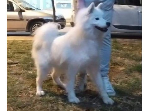 Üretim için safkan samoyed acil sahiplendirme