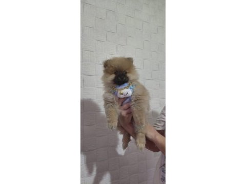 Pomeranian bebek köpeğimiz