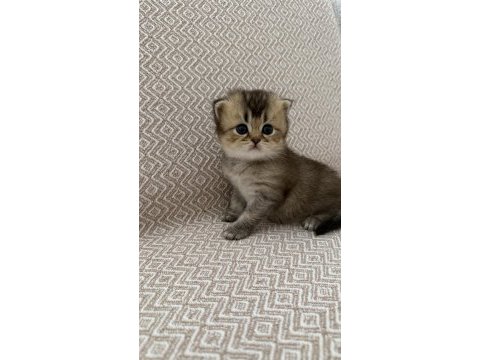 Dişi golden british shorthair bebekler