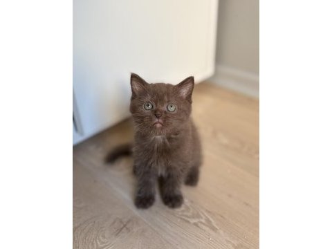 British shorthair çikolata