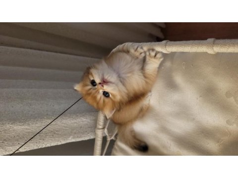 Son erkek golden british longhair safkan yavrum