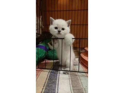 Böyle british shorthair güzellik görülmedi