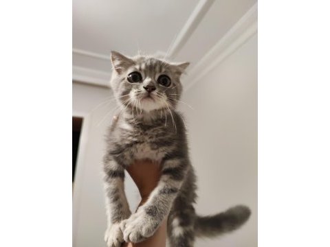 British shorthair kedimiz