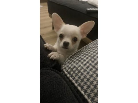 Tuvalet eğitimli erkek chihuahua 3 aylık erkek