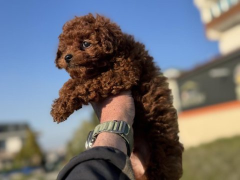 Petmode köpek çiftliğinde ziyarete açık toy poodle