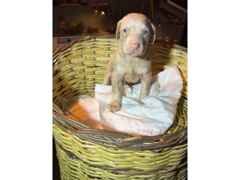 Albino doberman