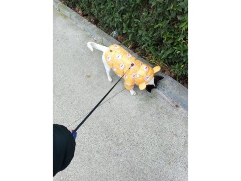 Köpeğimize yuva arıyoruz