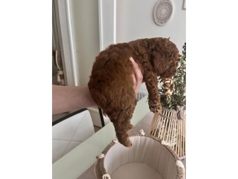 Red brown toy poodle bebekler