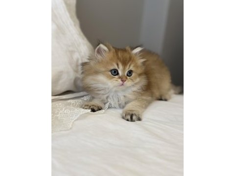 Golden ny11 safkan british longhair anne baba scr kayıtlı