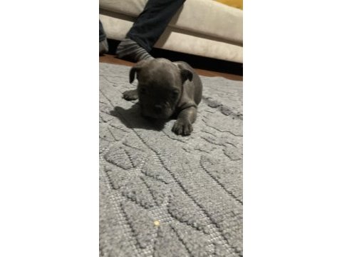 50 günlük french bulldog yavrular