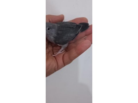 Kara kartal erkek forpus