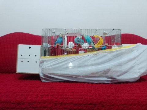 2 yumurtalı dişi 1 erkek 3 aylık 2 yavru muhabbet kuşu