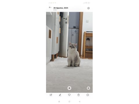 Blue point british shorthair